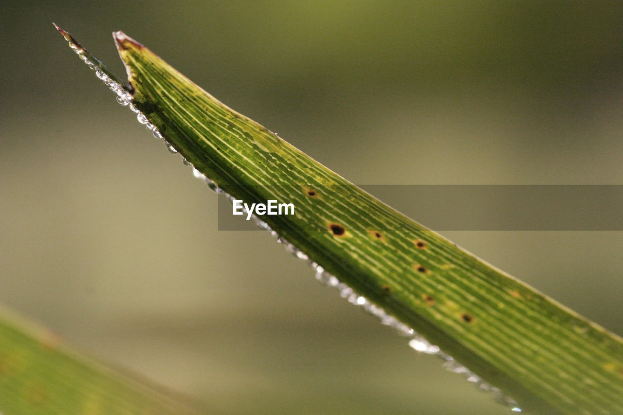 Close-up of wet leaf