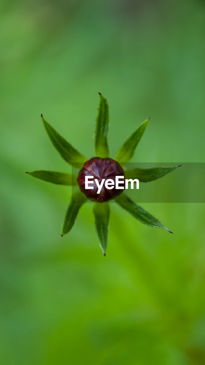 CLOSE-UP OF RED LEAF ON PLANT