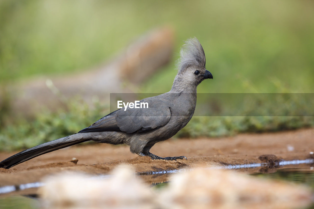 animal themes, animal, animal wildlife, bird, wildlife, nature, one animal, selective focus, beak, stock dove, no people, full length, outdoors, close-up, environment, day, side view, plant, grass