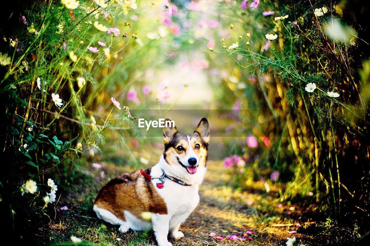 Portrait of pembroke welsh corgi sitting amidst plants