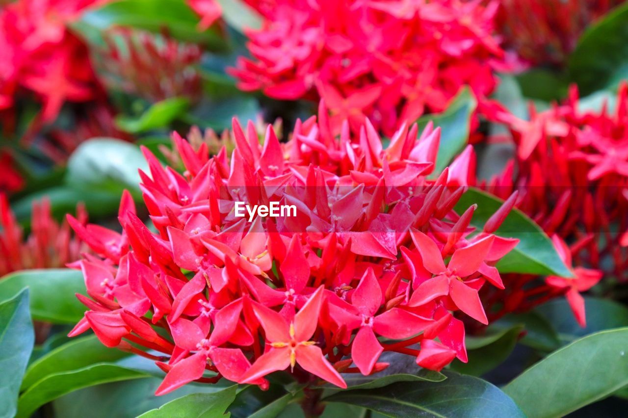 Close-up of red flowering plant