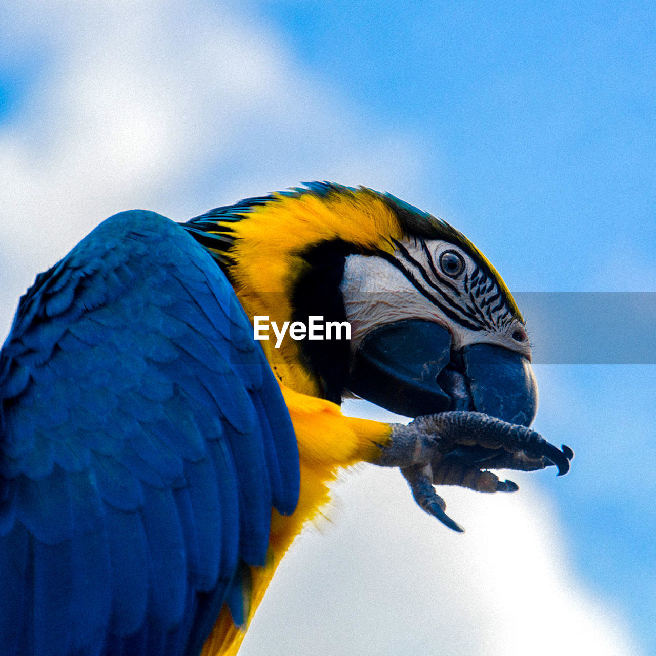 Macaw wildlife photography