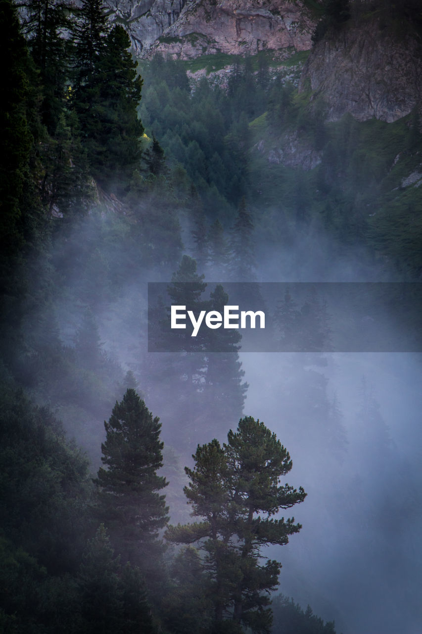 High angle view of trees in foggy weather at berchtesgaden