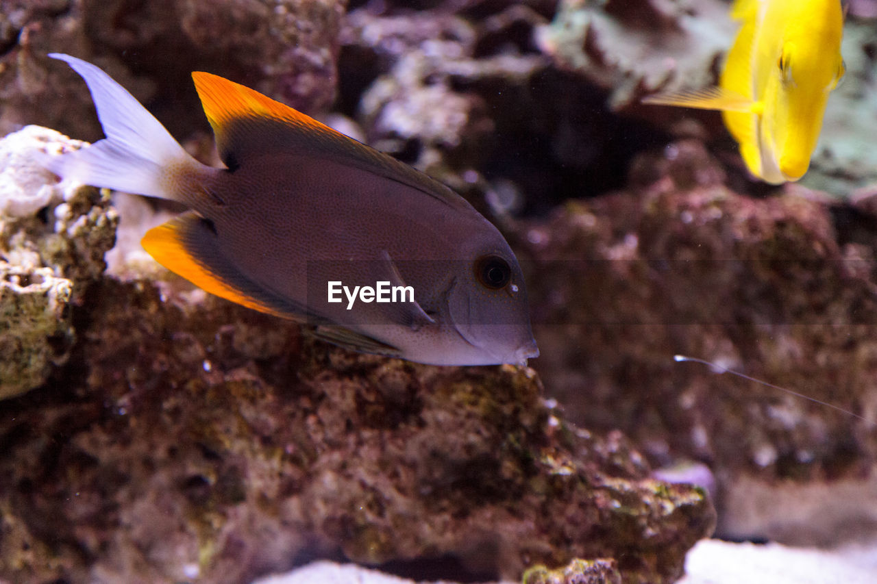 CLOSE-UP OF FISH SWIMMING IN WATER