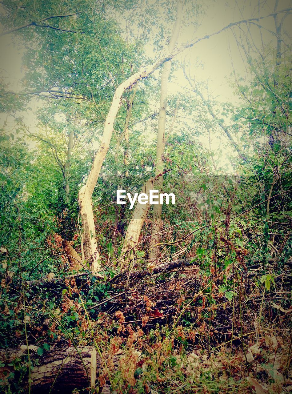 TREES GROWING IN FOREST