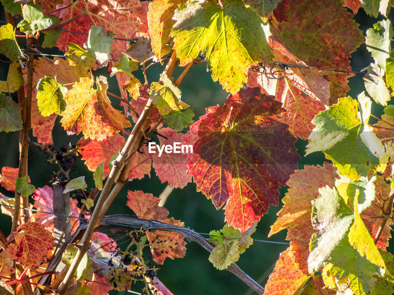 CLOSE-UP OF YELLOW MAPLE LEAVES ON TREE