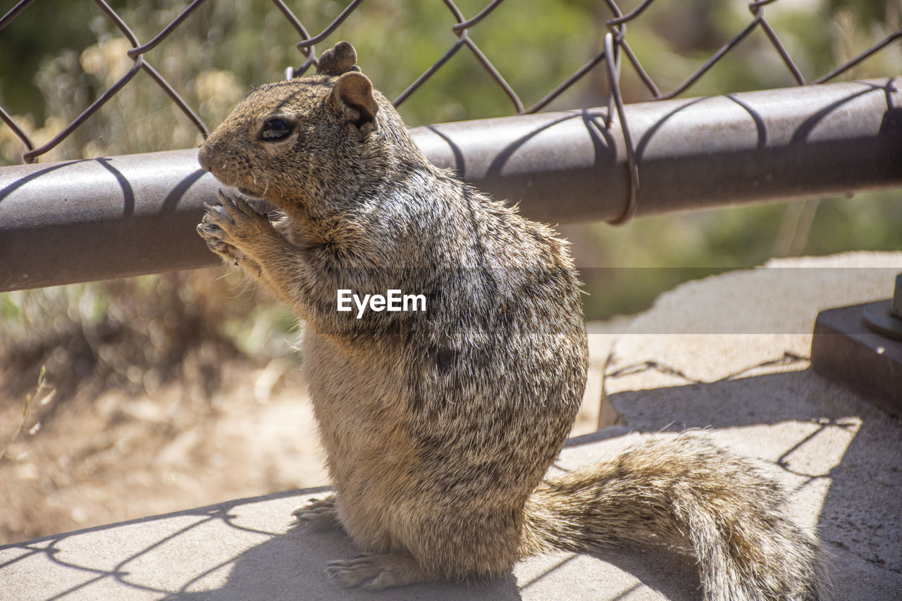 squirrel on tree