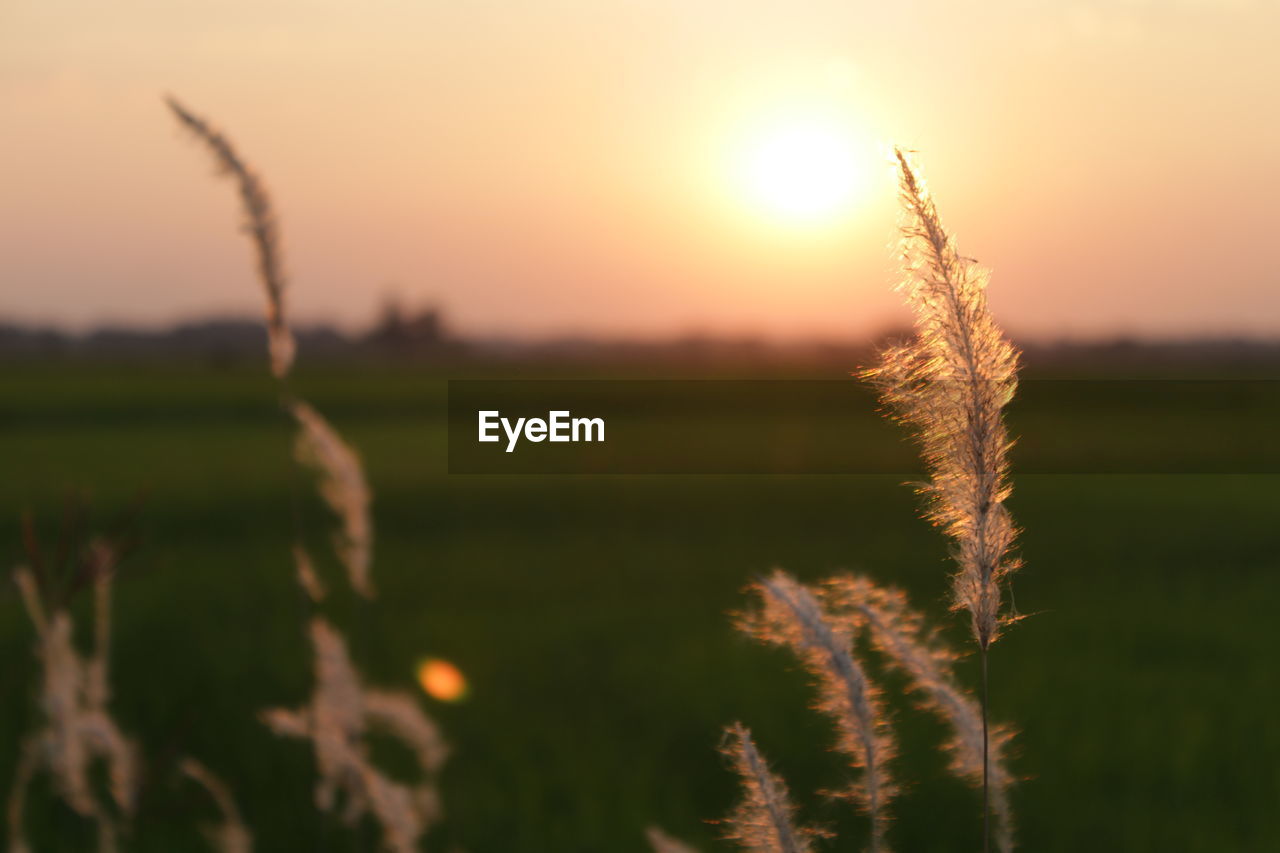 Close-up of wheat growing on field against sky during sunset