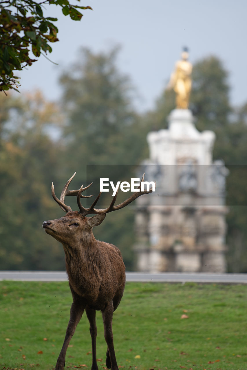 Large red stag on the alert during the autumn rutting season