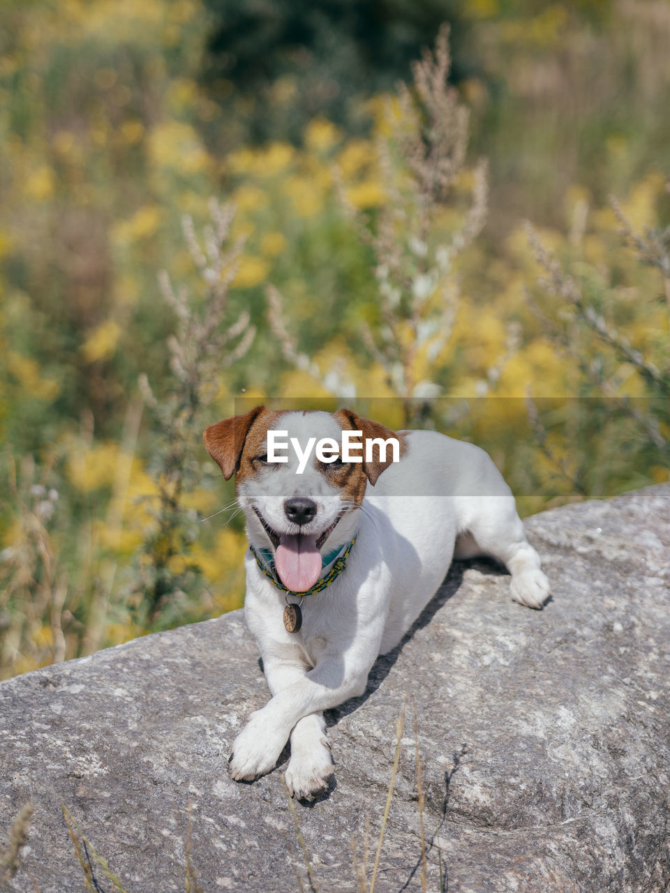 DOG SITTING ON ROCK