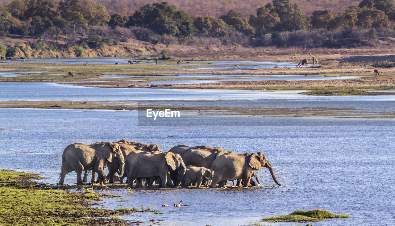 Elephants walking in lake