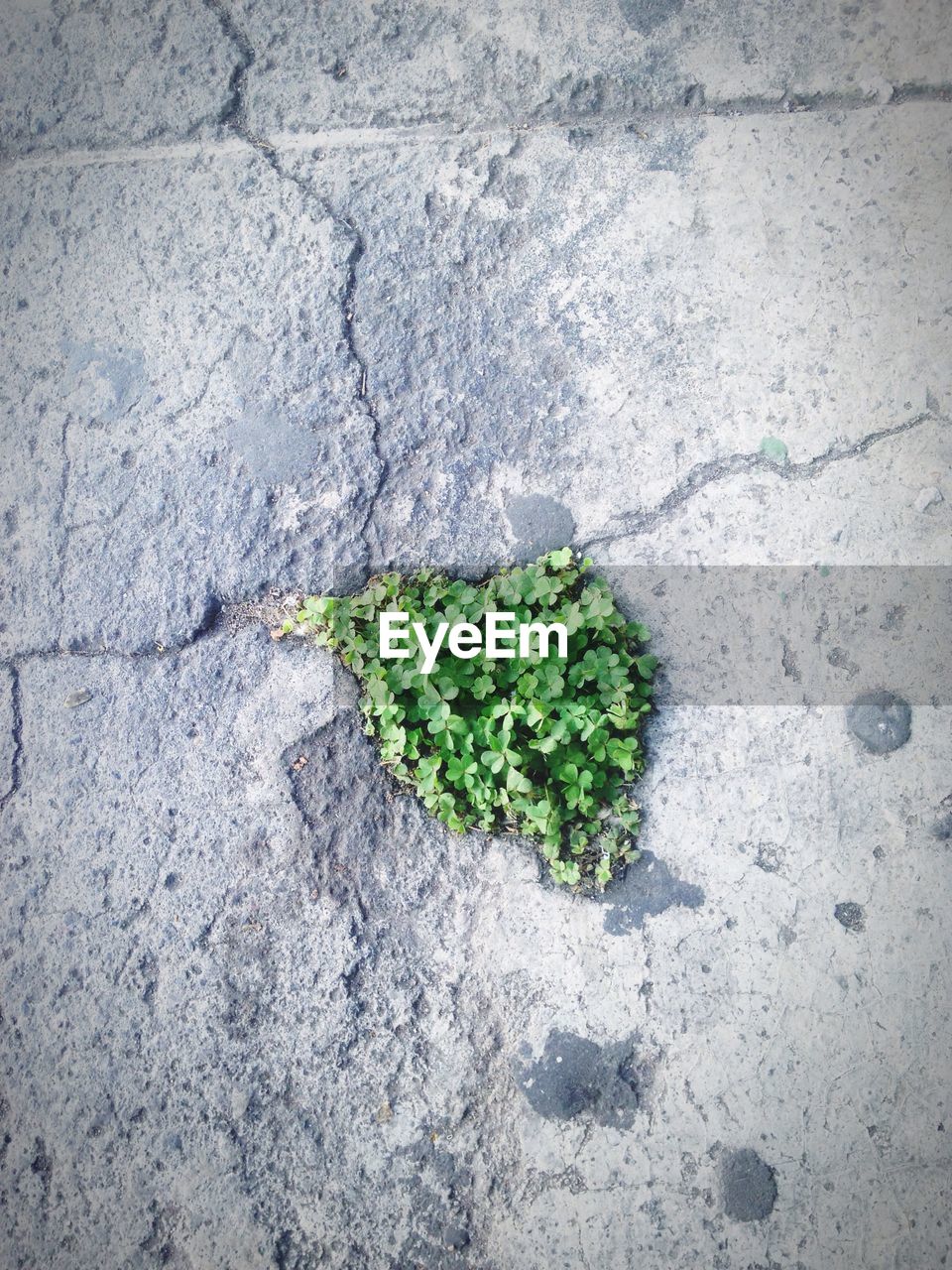 CLOSE-UP HIGH ANGLE VIEW OF PLANTS