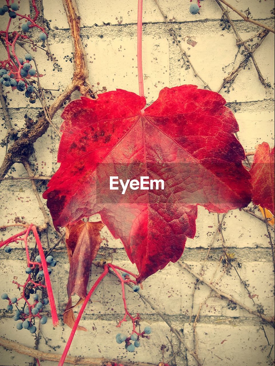 CLOSE-UP OF DRY MAPLE LEAF ON RED AUTUMN