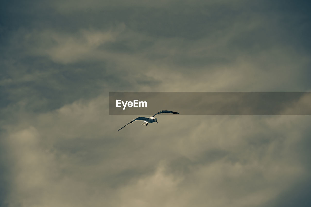 LOW ANGLE VIEW OF BIRDS FLYING IN SKY