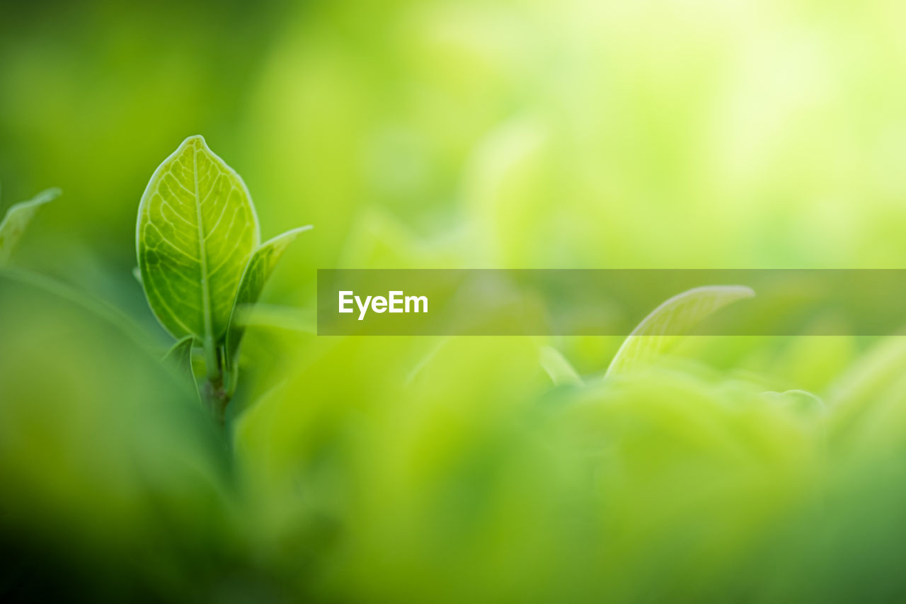 CLOSE-UP OF FRESH GREEN LEAVES ON LAND