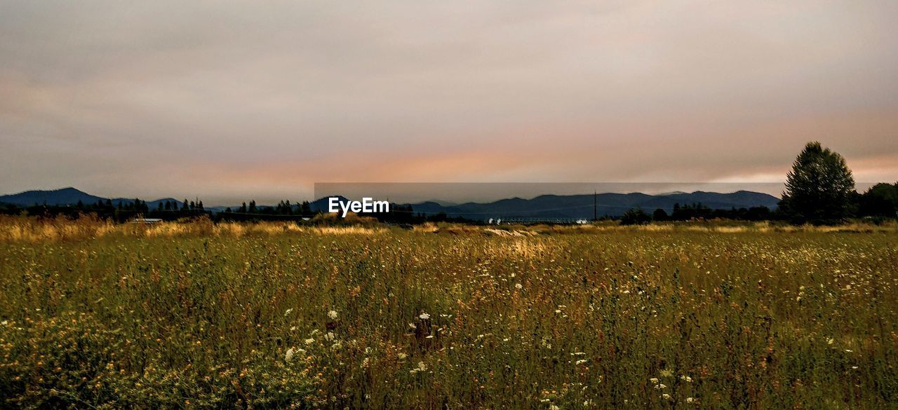 FIELD AGAINST SKY DURING SUNSET