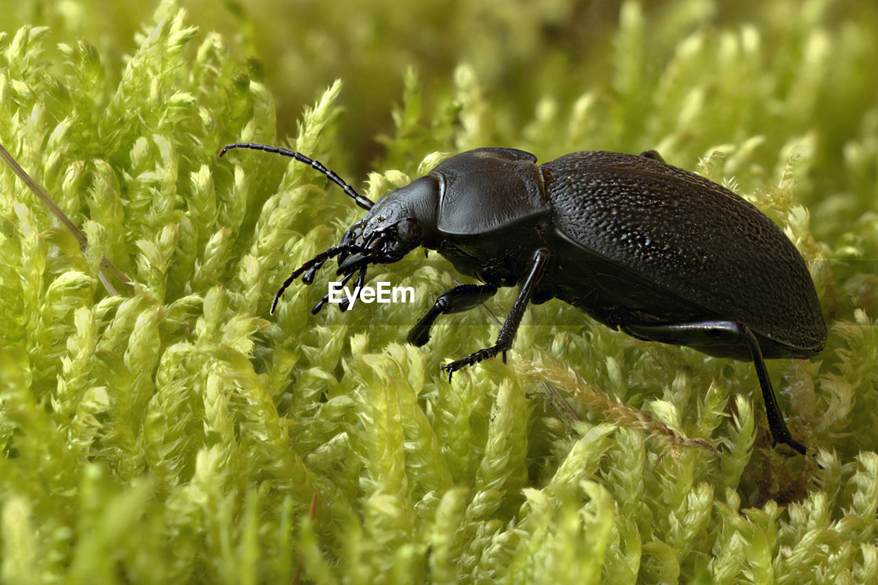 CLOSE-UP OF BLACK INSECT