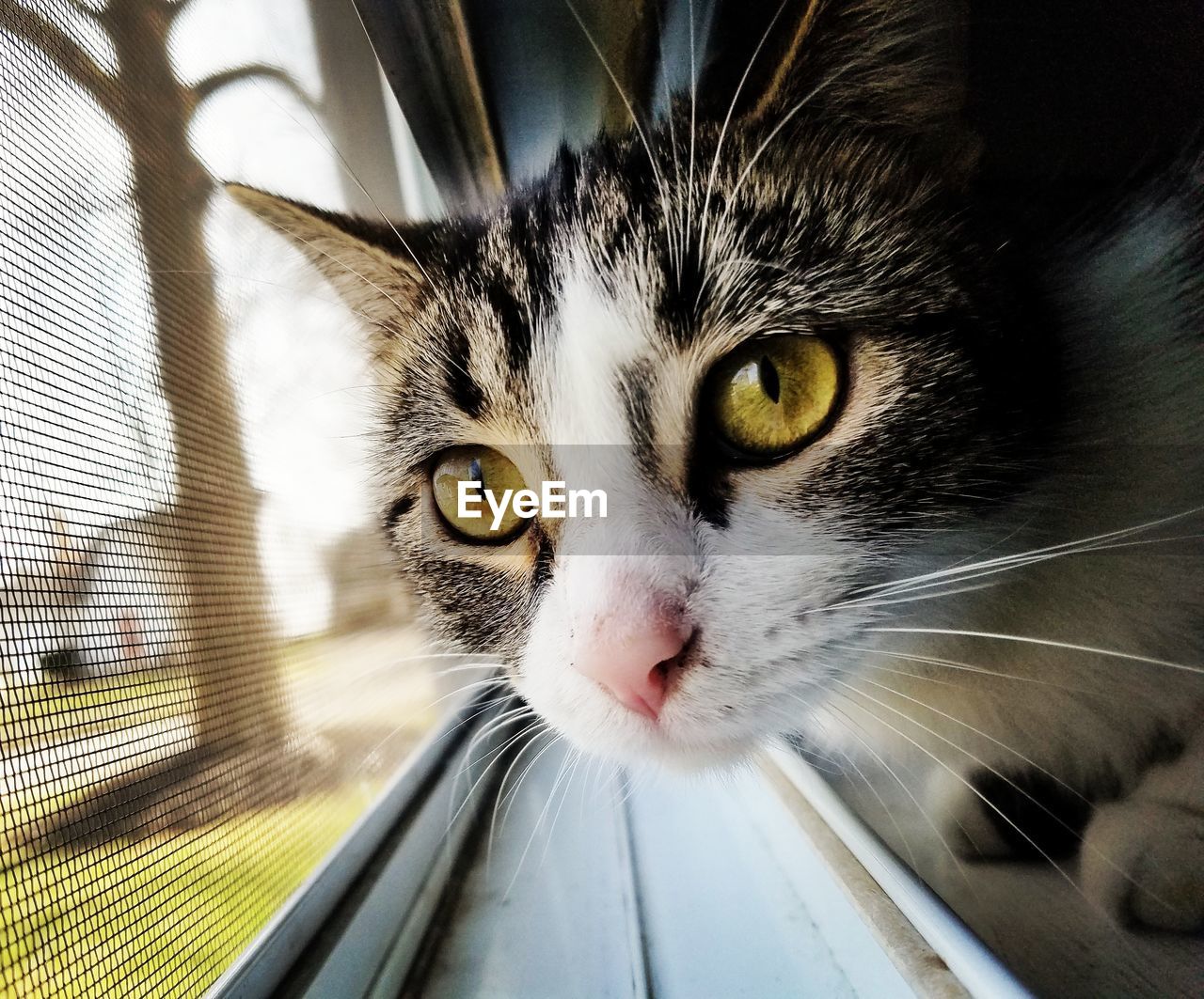 CLOSE-UP PORTRAIT OF CAT ON BED