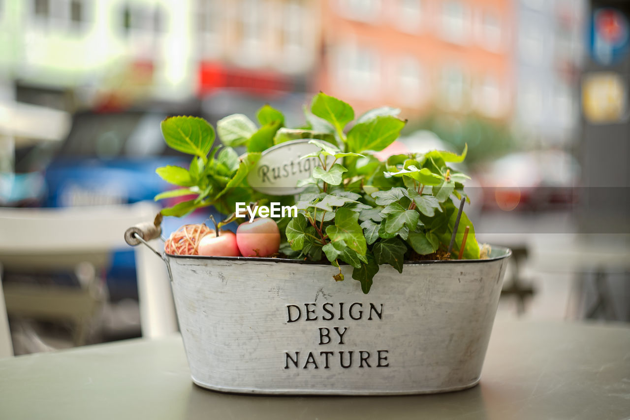 Close-up of potted plant on table