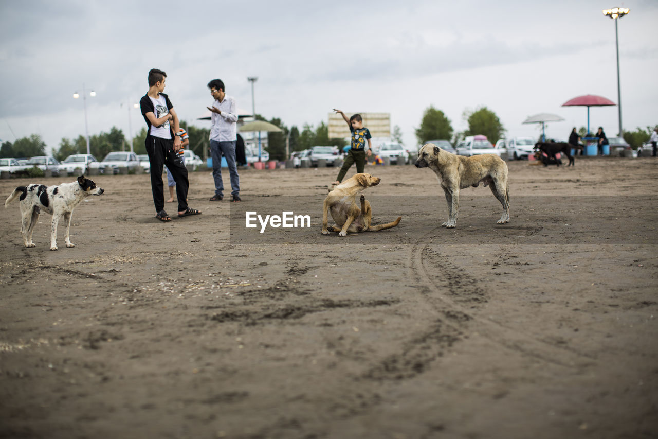 DOG ON BEACH