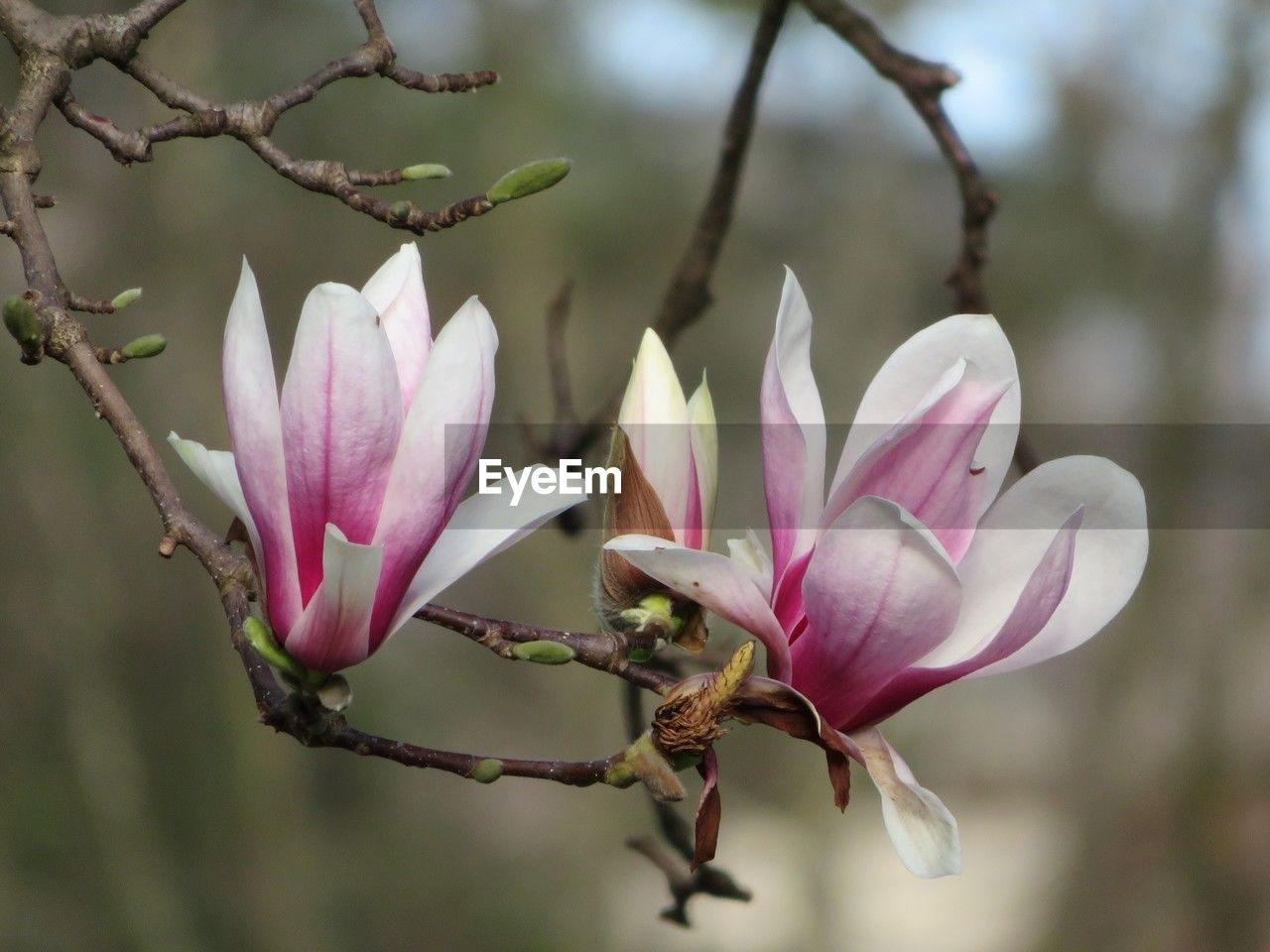 plant, flower, flowering plant, blossom, pink, beauty in nature, freshness, magnolia, nature, tree, close-up, petal, spring, springtime, fragility, branch, no people, growth, macro photography, focus on foreground, bud, flower head, inflorescence, outdoors, botany, social issues, plant part, leaf, environment, day