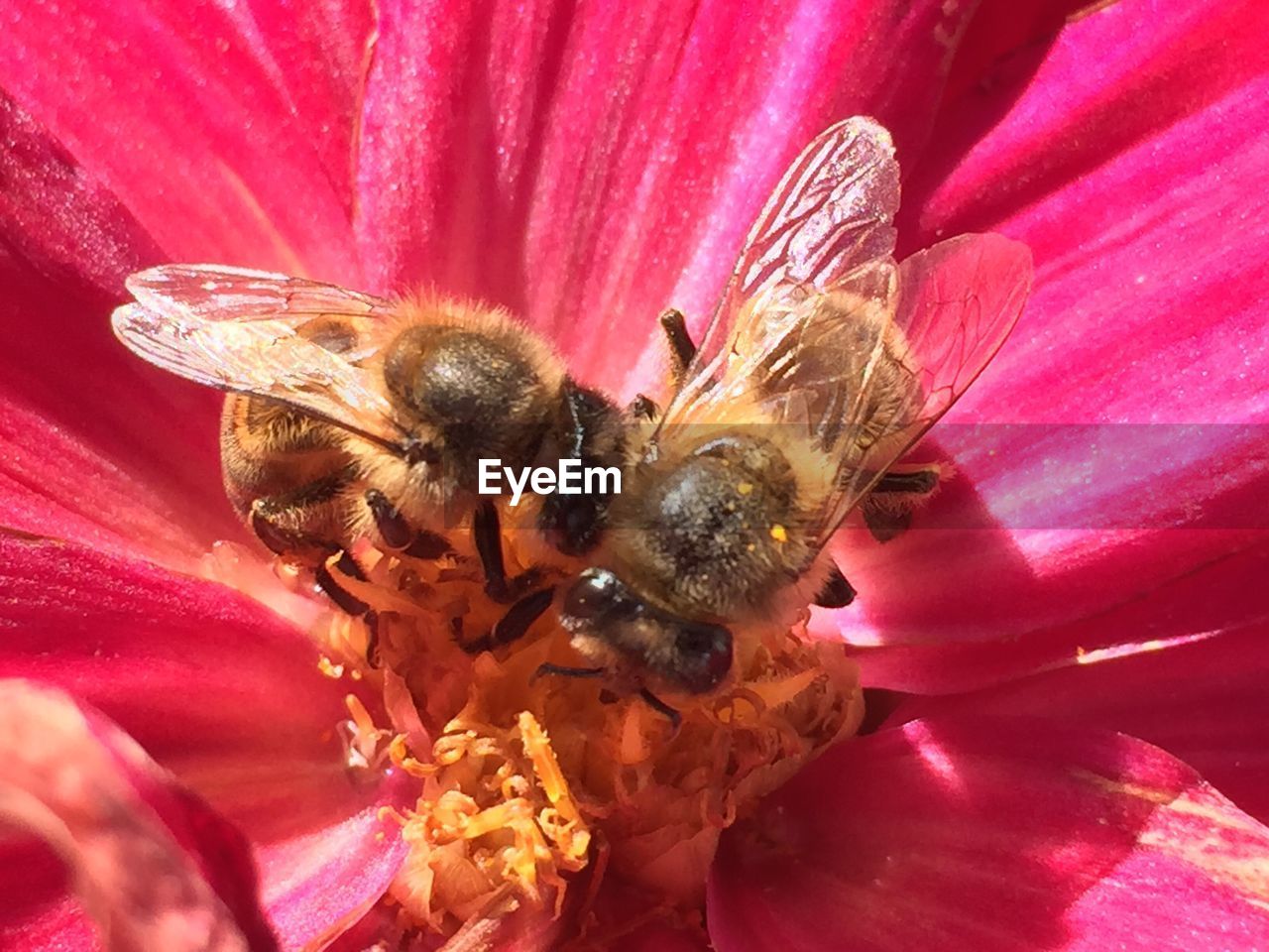 CLOSE-UP OF BEE ON FLOWER