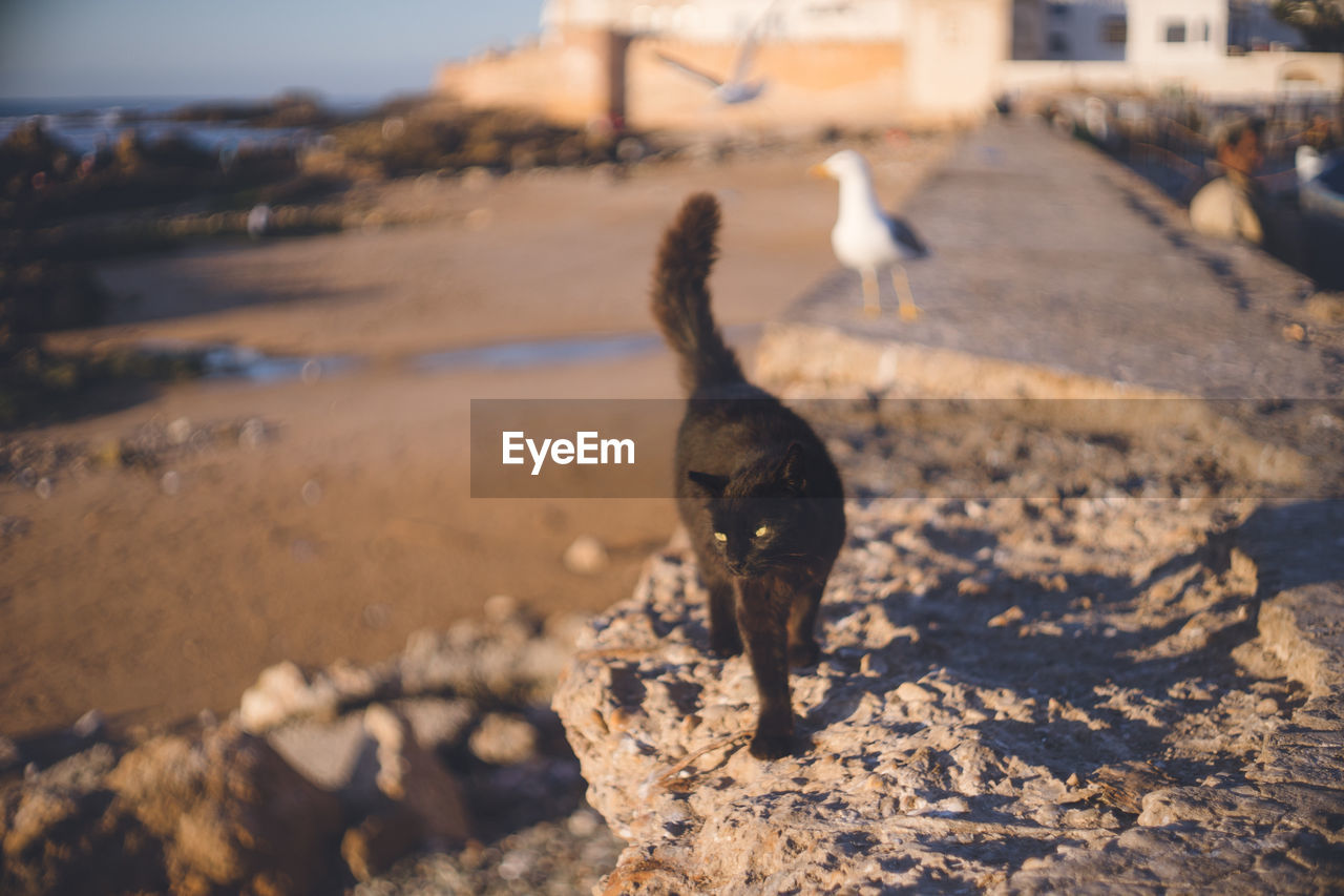 Stray cat in the old town of essaouira world heritage site, a port city morocco