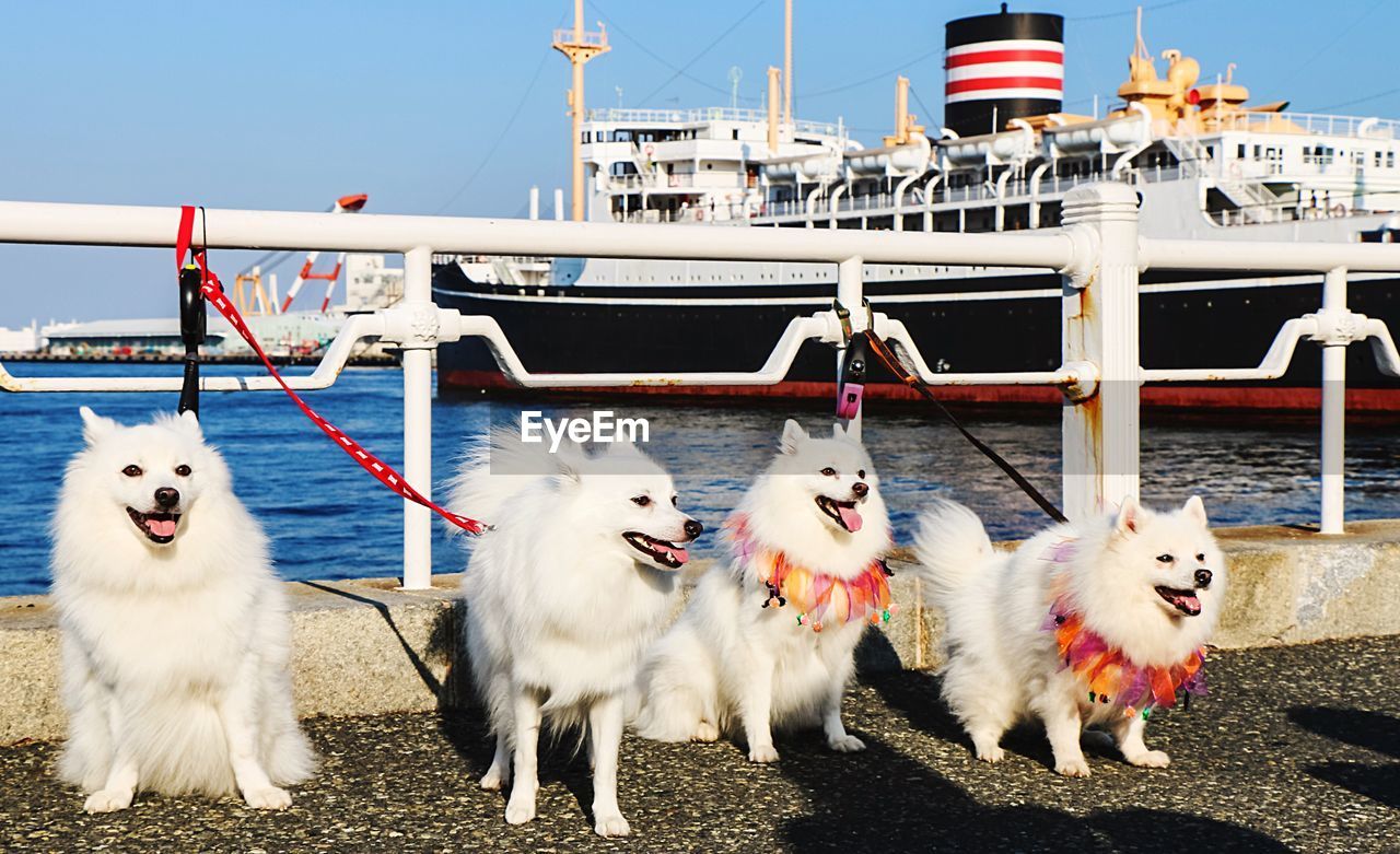 Pomeranian dogs by railing at shore