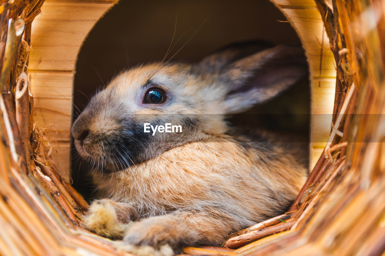 animal, animal themes, mammal, pet, one animal, whiskers, animal wildlife, basket, rodent, rabbits and hares, rabbit, domestic animals, close-up, no people, cute, wicker, container, young animal, animal body part, wildlife, animal hair, nature, indoors
