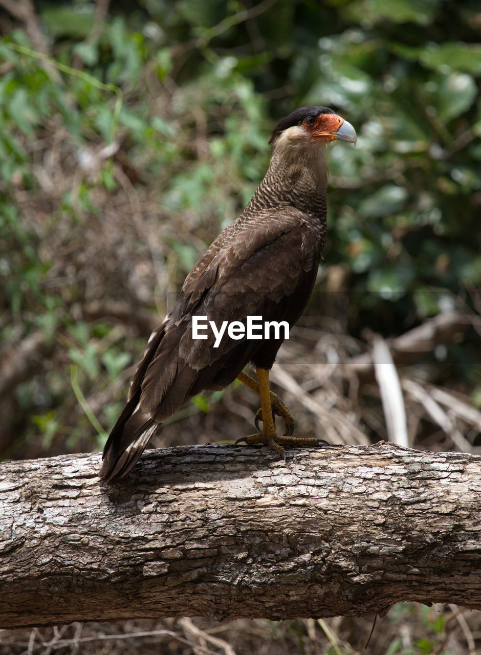 Closeup portrait of crested caracara caracara plancus resting on log hunting, bolivia.