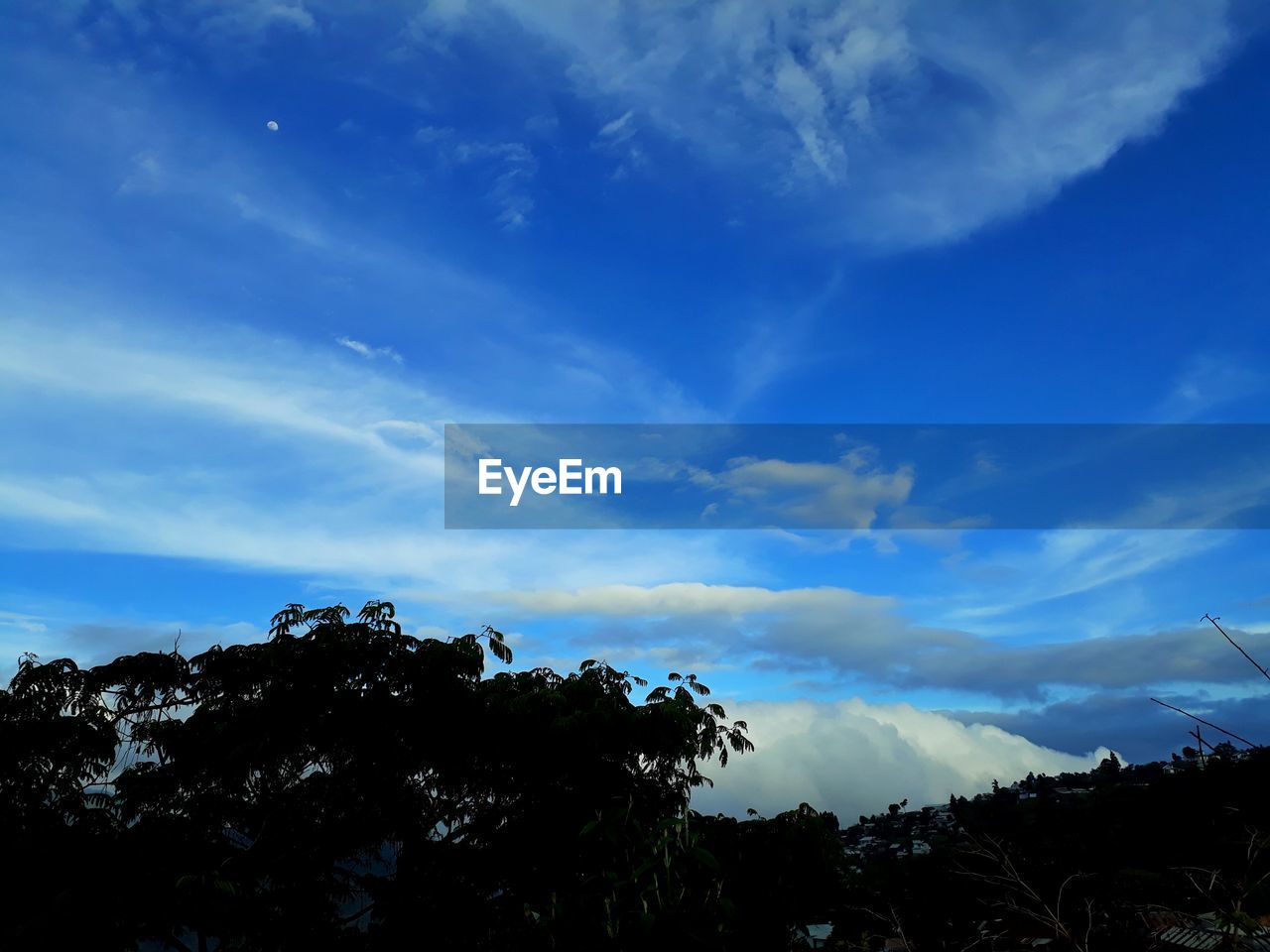 LOW ANGLE VIEW OF TREES AGAINST BLUE SKY