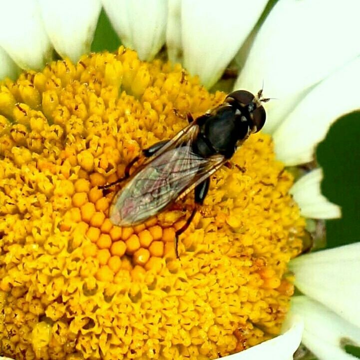 CLOSE-UP OF HONEY BEE POLLINATING ON FLOWER