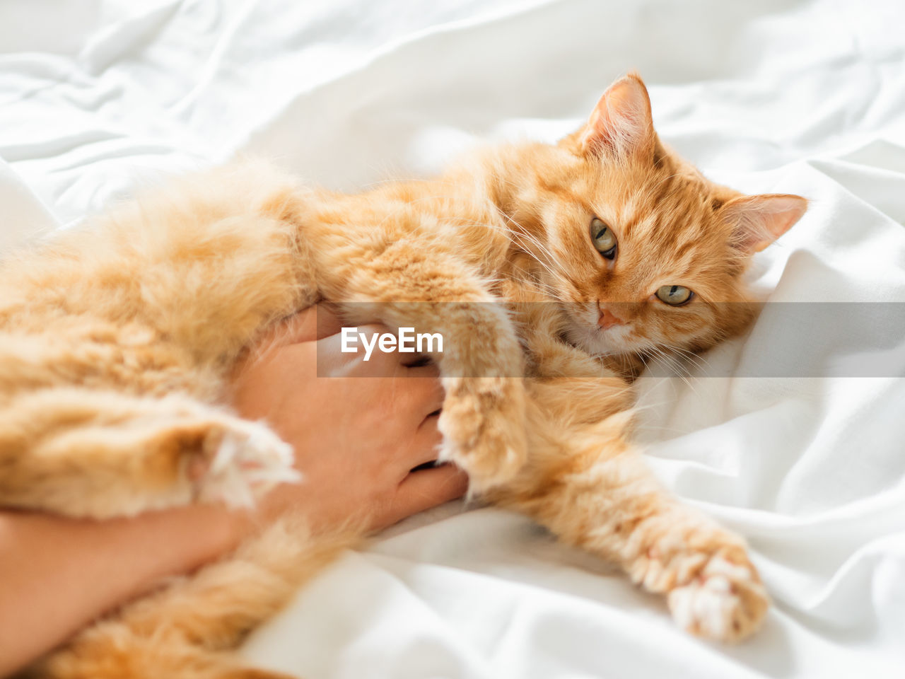 Cute ginger cat lies on woman's hand. fluffy pet on unmade bed. fuzzy domestic animal with owner