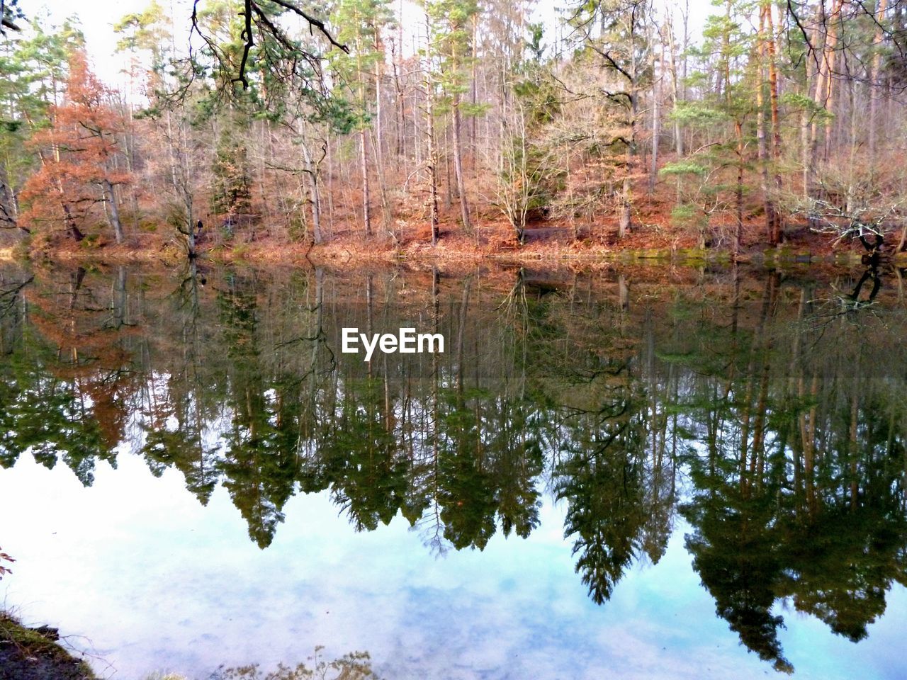 REFLECTION OF TREES IN LAKE IN FOREST