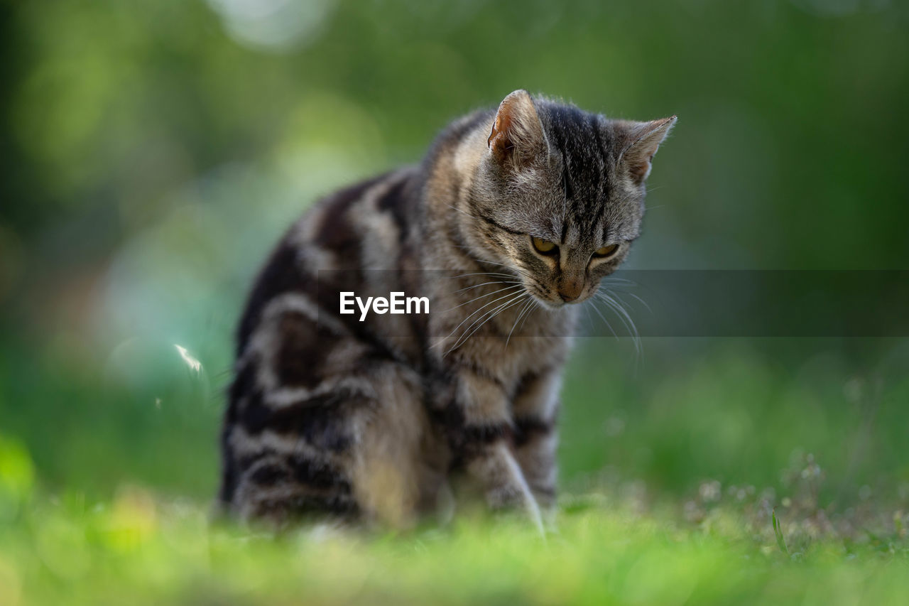 Close-up of a cat looking away