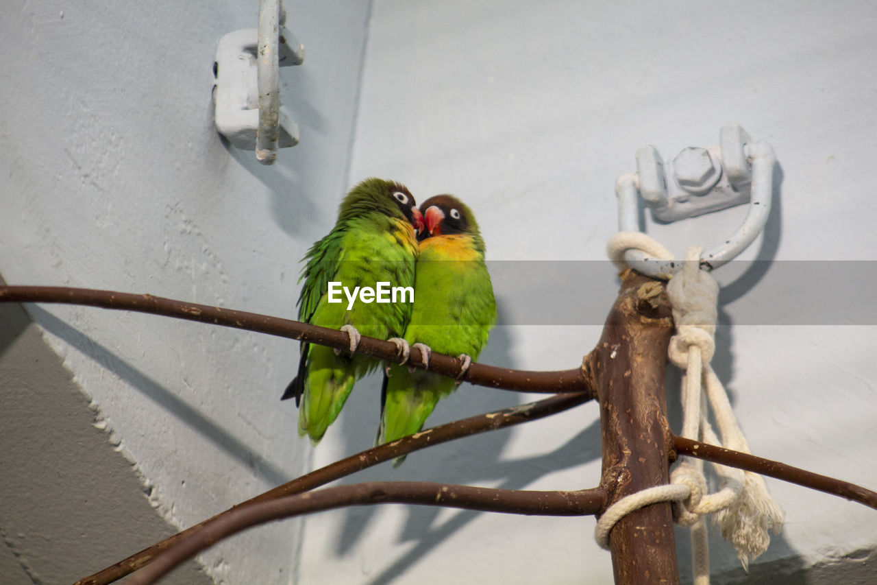 Low angle view of parrot perching on branch