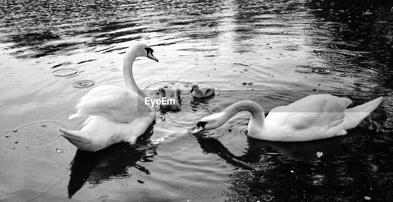 Mute swans and cygnets swimming on lake during rain