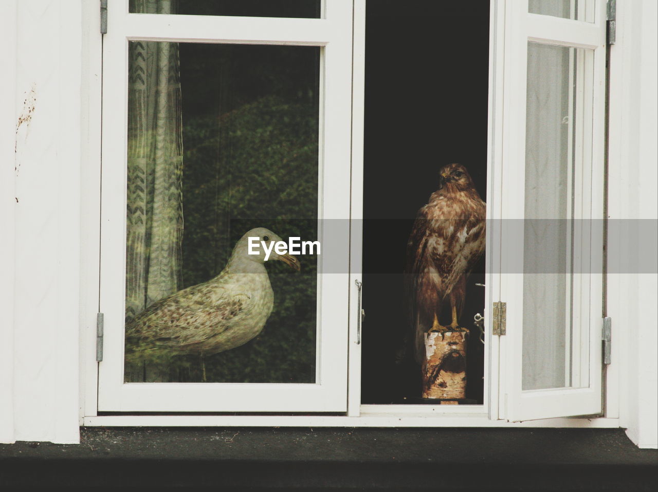 Side view of a bird on window sill