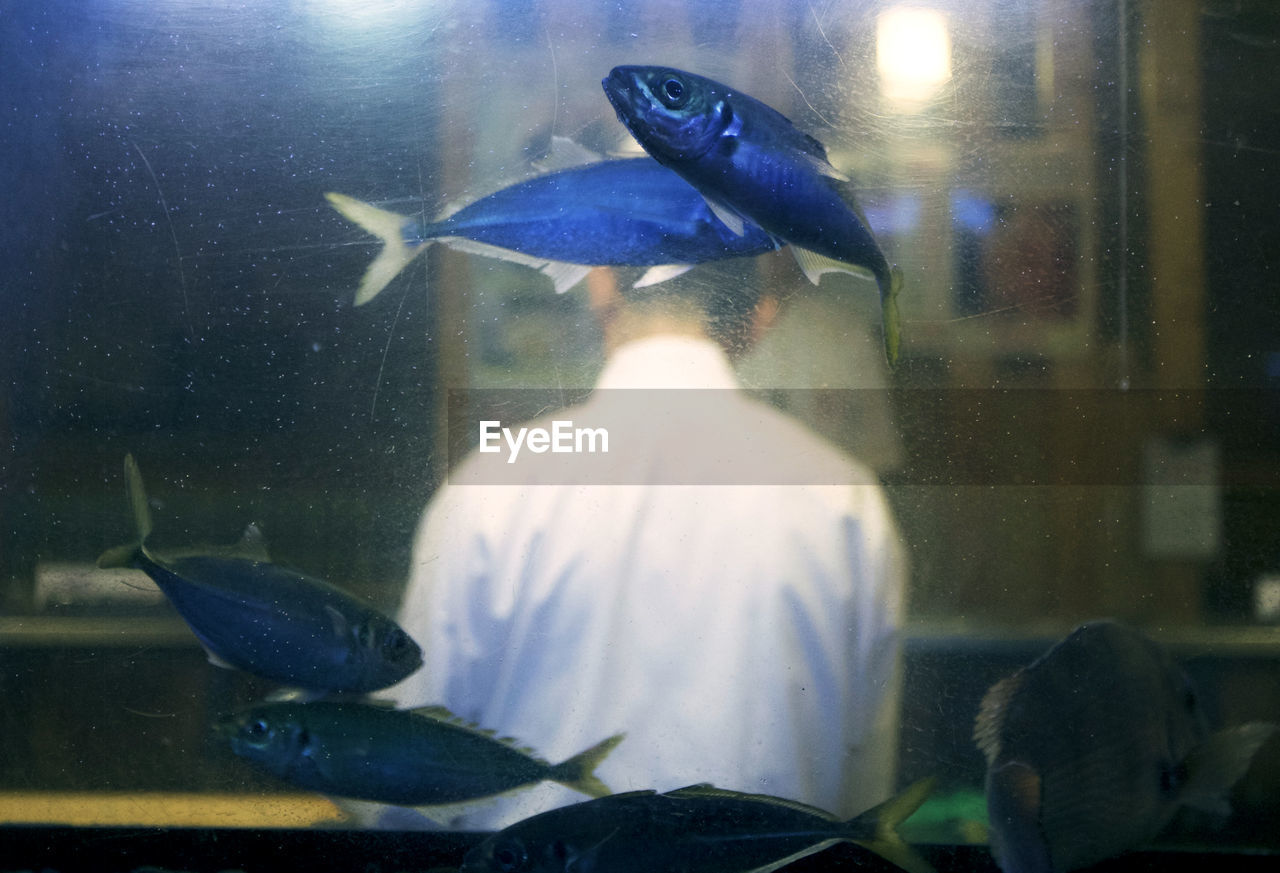 Fish swimming in tank