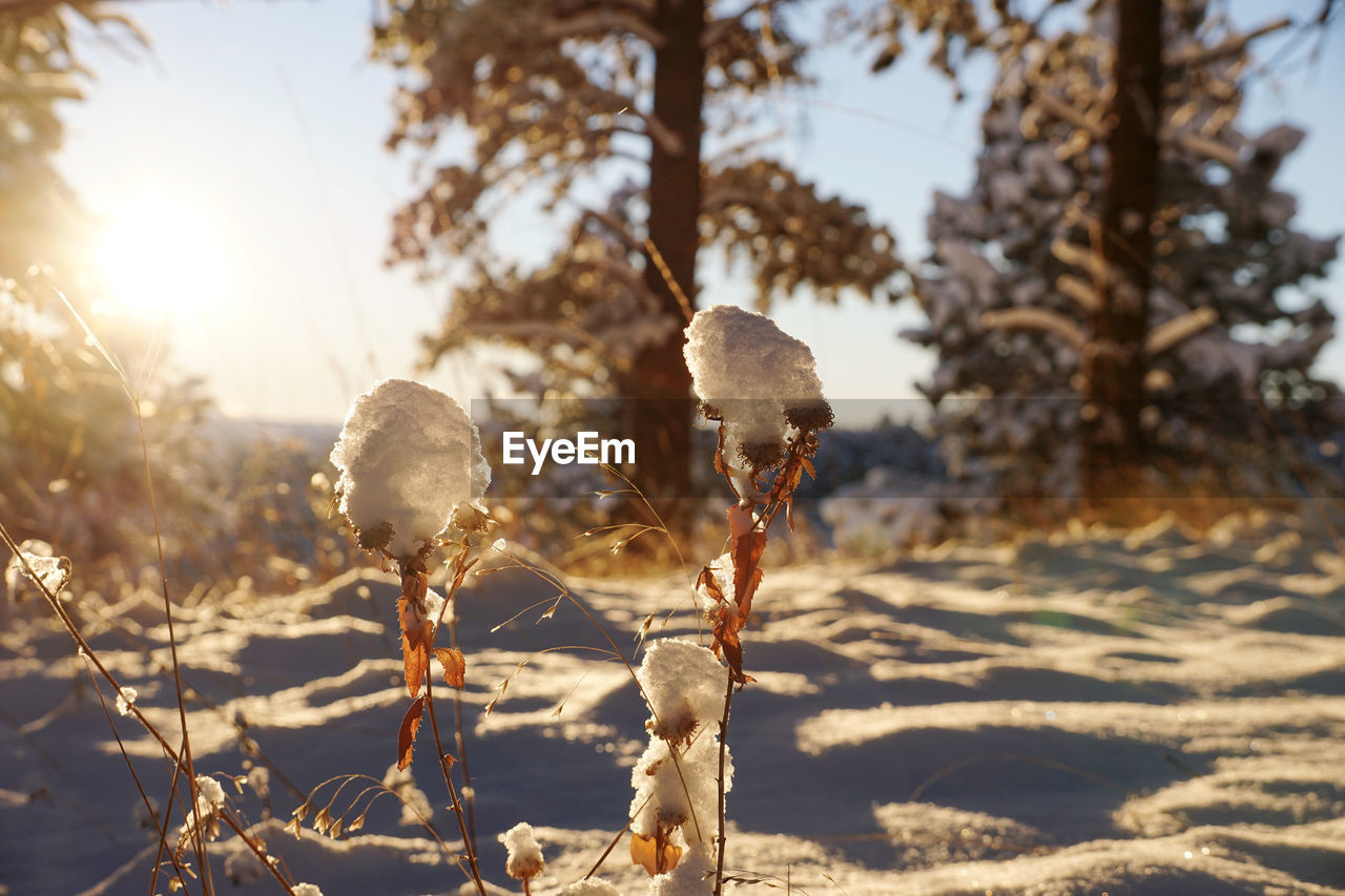 Frozen dried plants on snowcapped field