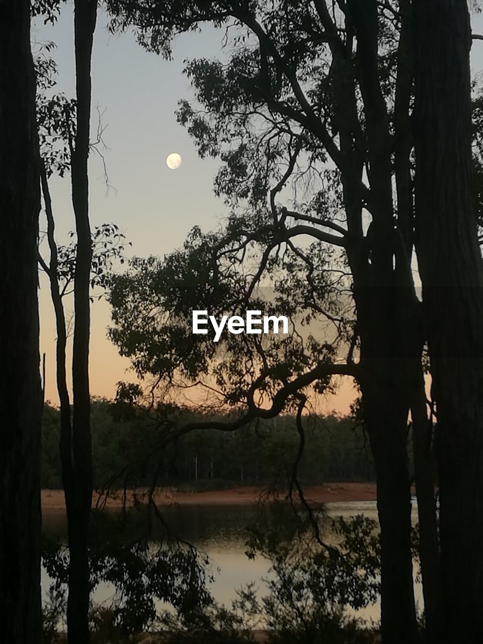 SILHOUETTE TREE BY LAKE AGAINST SKY DURING SUNSET