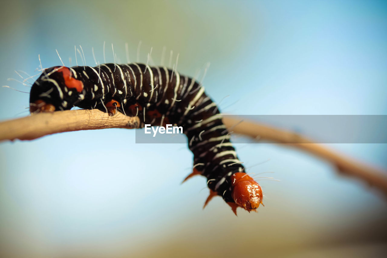 Close-up of caterpillar on twig against sky