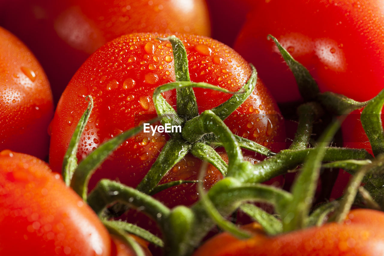 close-up of tomatoes on plant