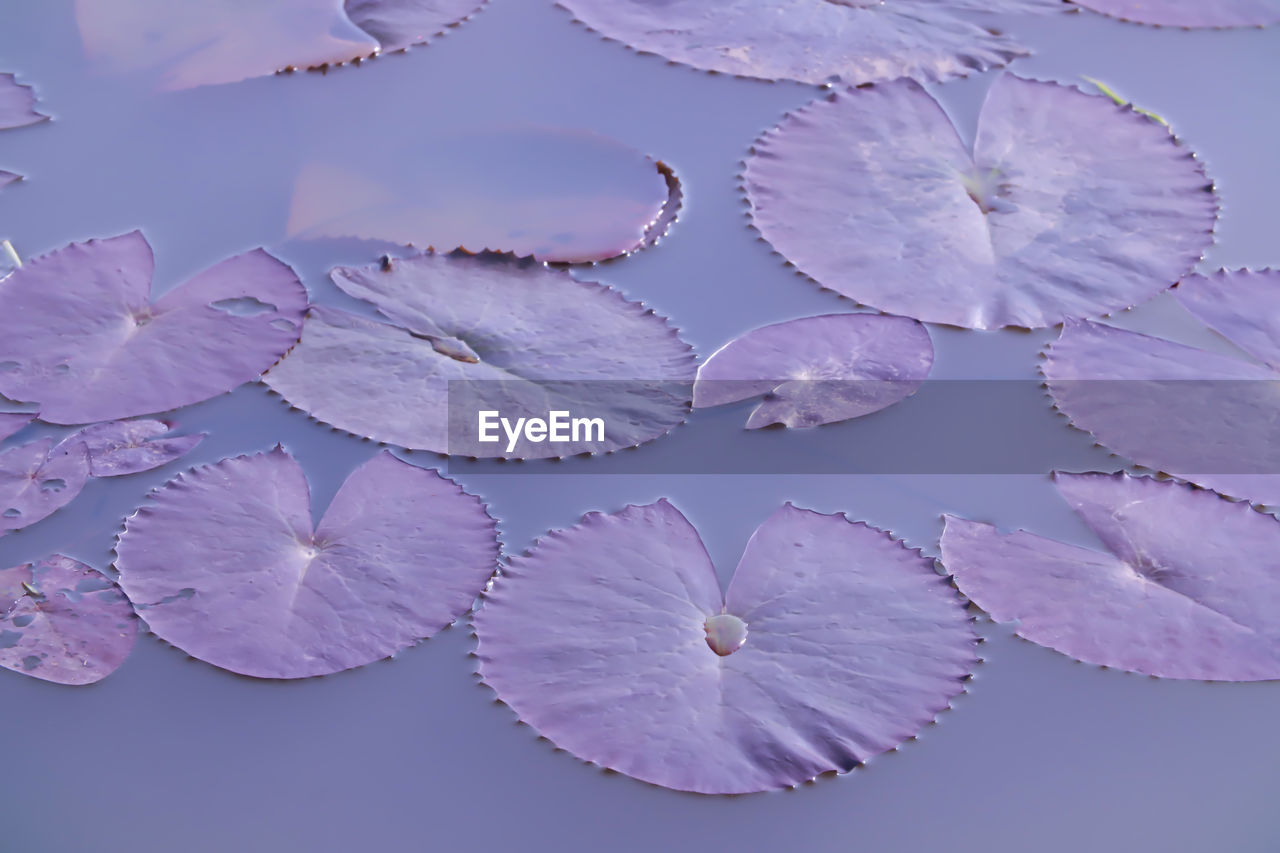 Beautiful pink lotus flowers in the pool