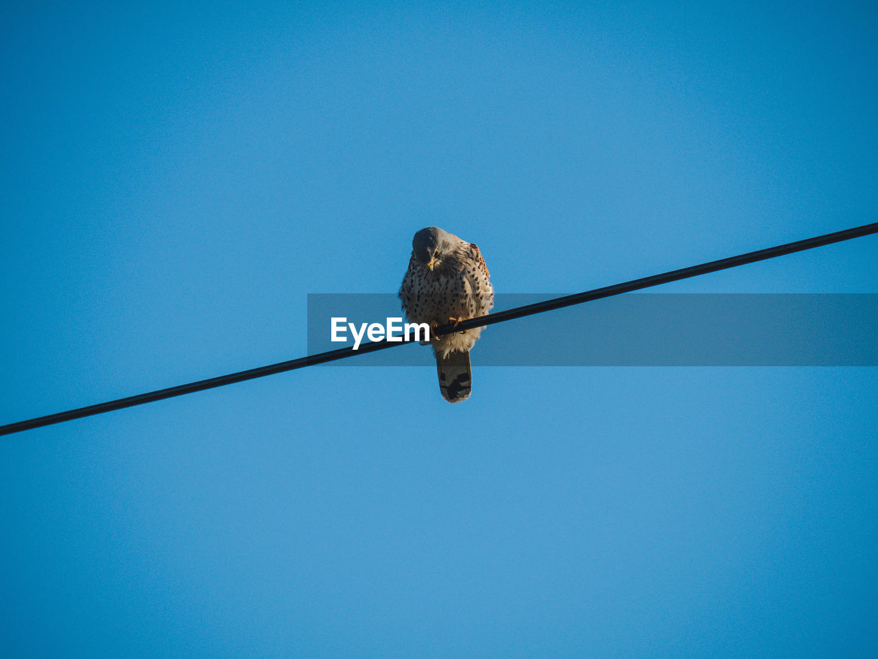 LOW ANGLE VIEW OF BIRD PERCHING ON CABLES AGAINST BLUE SKY