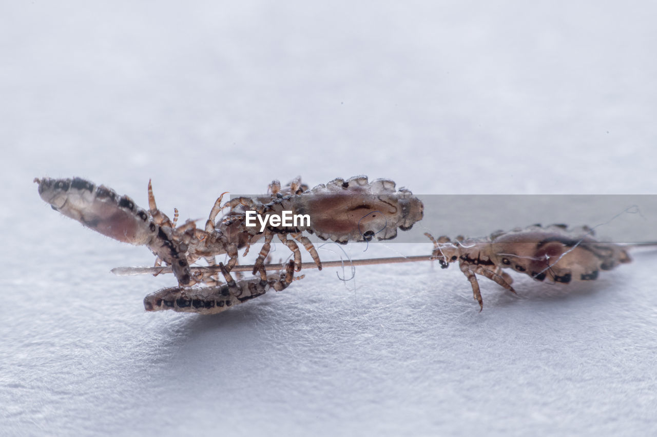 CLOSE-UP OF CRAB ON SEA