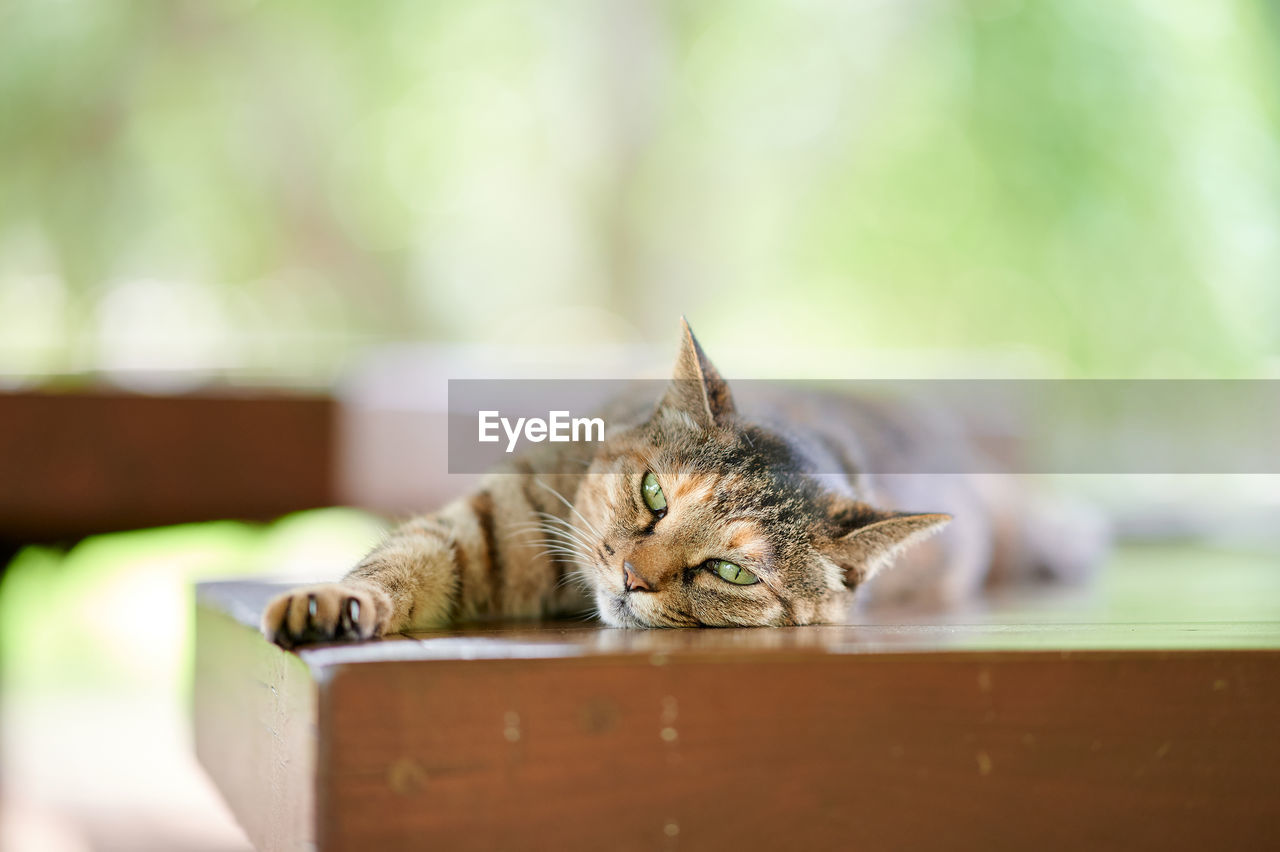 Cat lying down on wooden bench