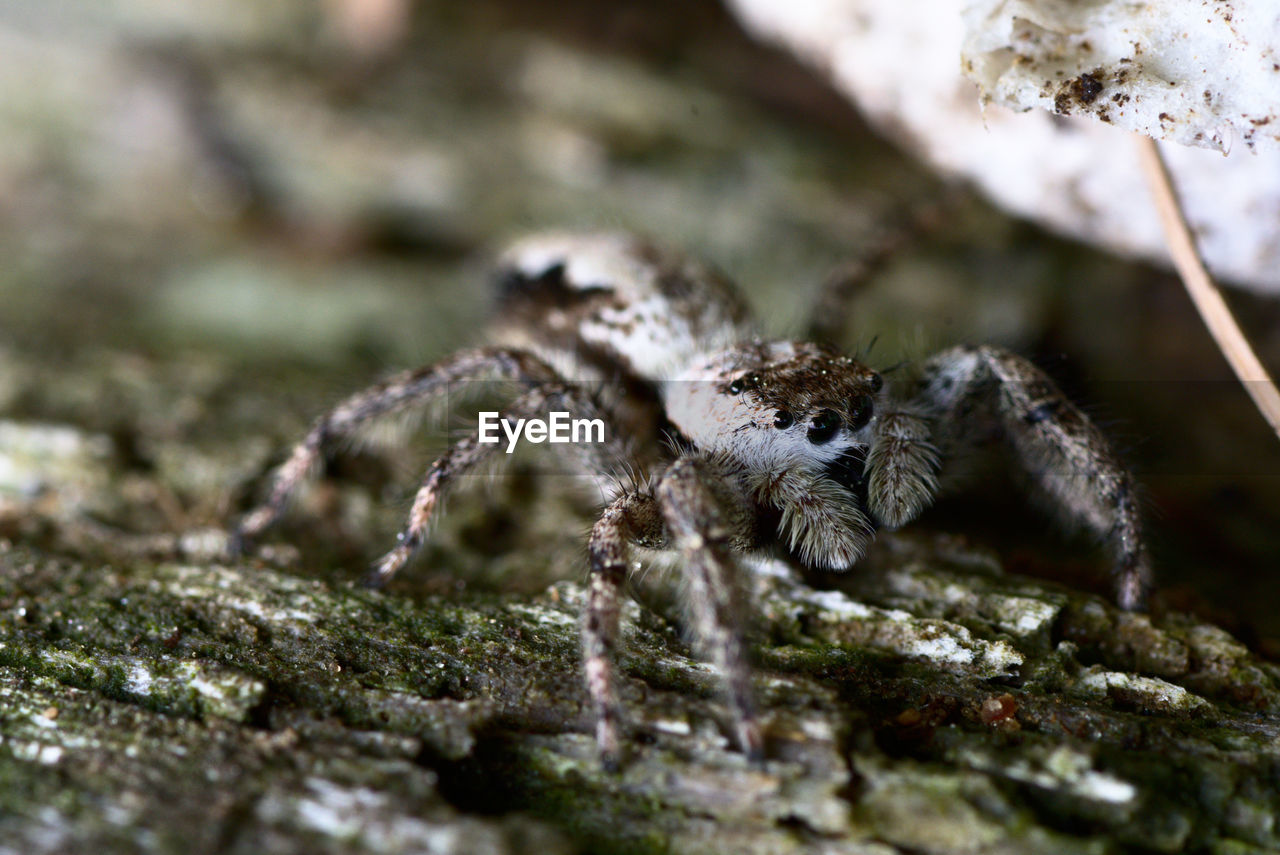 CLOSE-UP OF SPIDER WEB