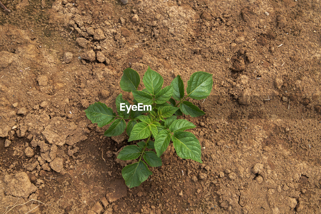 soil, leaf, plant part, nature, plant, growth, green, land, no people, high angle view, day, flower, beauty in nature, outdoors, field, directly above, close-up, dirt
