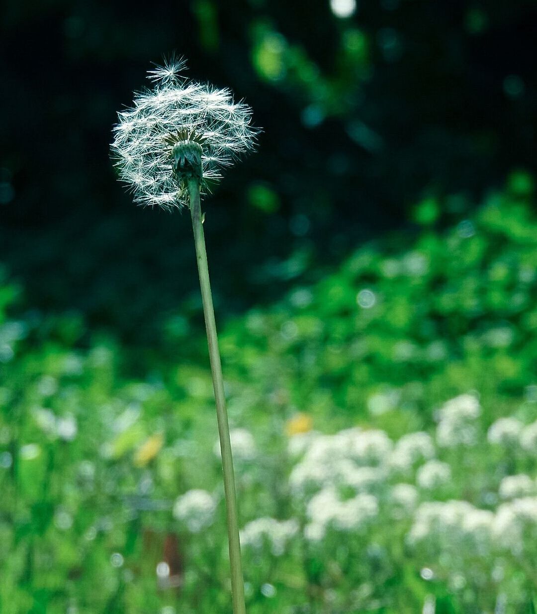 CLOSE-UP OF DANDELION SEEDS